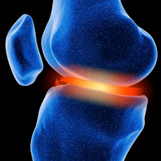 Régénère le cartilage et les tissus